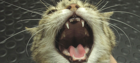szájüregi rák macskák